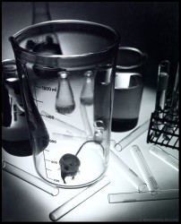 lab rat