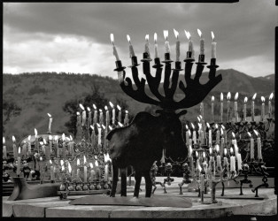 moose menorah