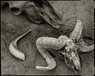shofar skulls wolin newyear