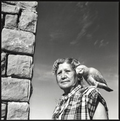 hopi parrot clan