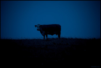 lone cow