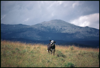 Dayton Calf in Landscape