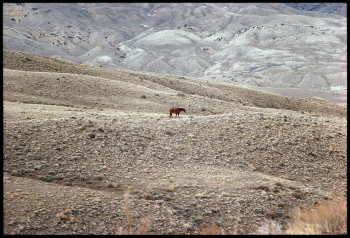 wolin horse landscape