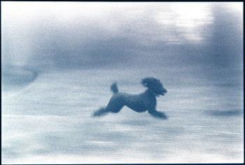 lead leaping poodle web