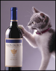 curiosity and the cat