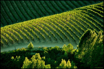 kights valley vineyard