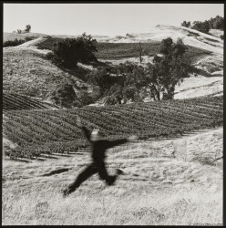 sonoma county